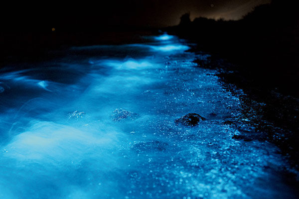 Bioluminescence Tour